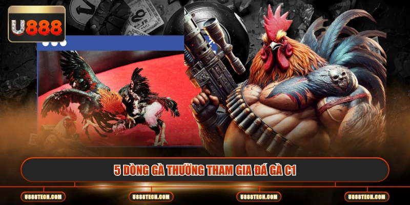 5 dòng gà thường tham gia đá gà C1