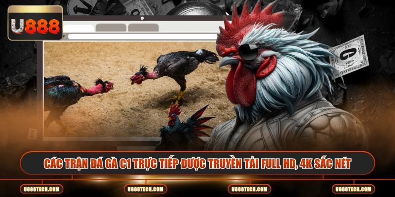 Các trận đá gà C1 trực tiếp được truyền tải full HD, 4K sắc nét