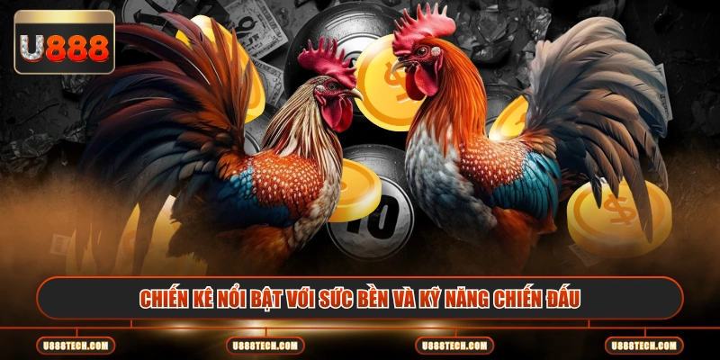 Chiến kê nổi bật với sức bền và kỹ năng chiến đấu