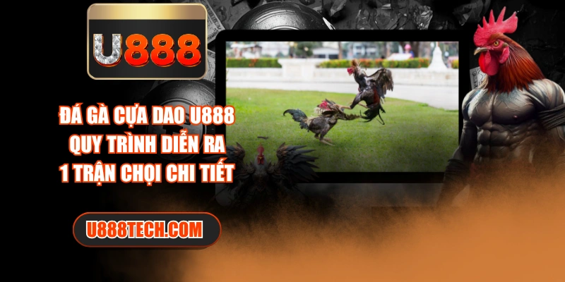 Đá Gà Cựa Dao U888 | Quy Trình Diễn Ra 1 Trận Chọi Chi Tiết