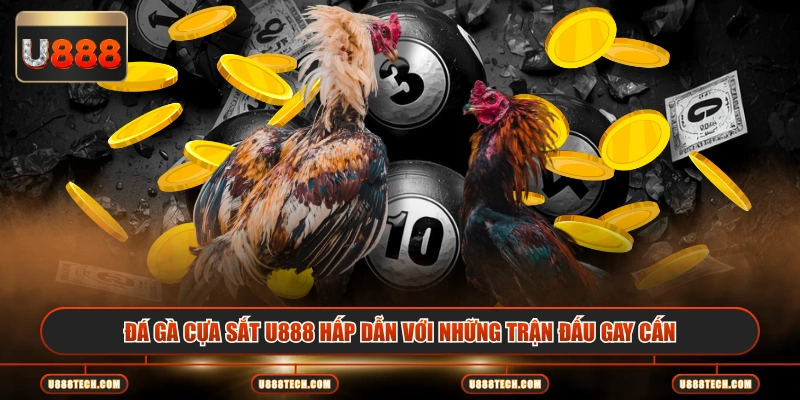 Đá gà cựa sắt U888 hấp dẫn với những trận đấu gay cấn
