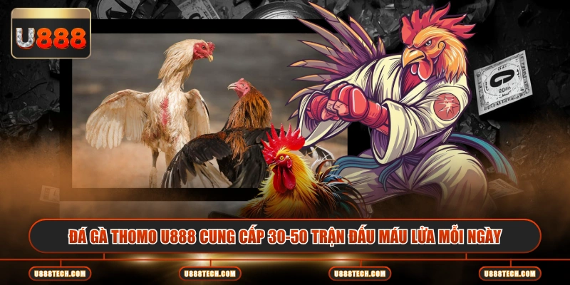 Đá gà Thomo U888 cung cấp 30-50 trận đấu máu lửa mỗi ngày