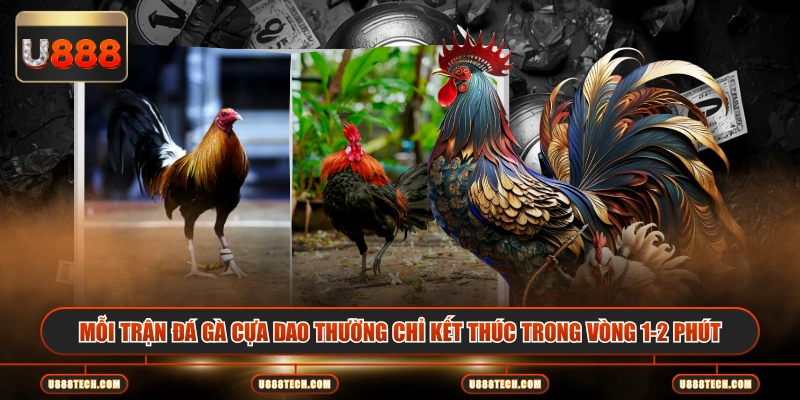 Mỗi trận đá gà cựa dao thường chỉ kết thúc trong vòng 1-2 phút