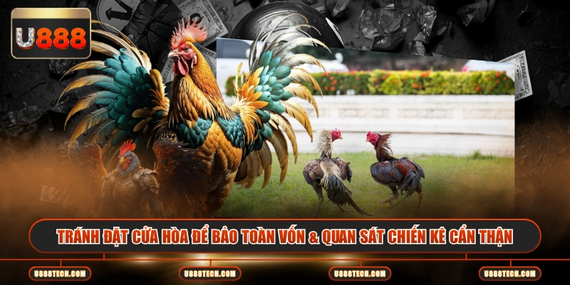 Tránh đặt cửa hòa để bảo toàn vốn & quan sát chiến kê cẩn thận